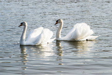 Swans
