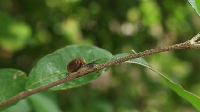 Snail walking on a limb