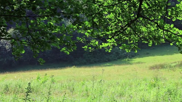 travelling sous l'ombre d'un arbre dans un pr&eacute; en &eacute;t&eacute;