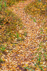 Path through the woods with autumn leaves on the ground