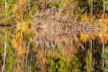 Fallen old tree in the lake with autumn reflections in the water