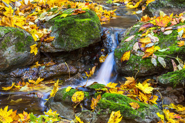 Waterfall in a creek with autumn leaves