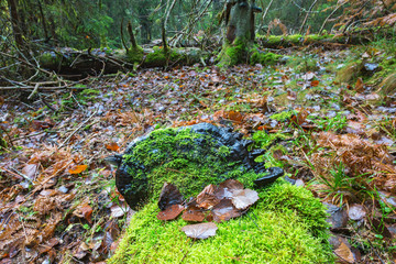 Obraz premium Green moss and a black polypore mushrooms in the woods