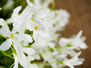 white flowers