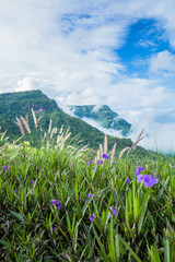 flower with mountain © lion1967
