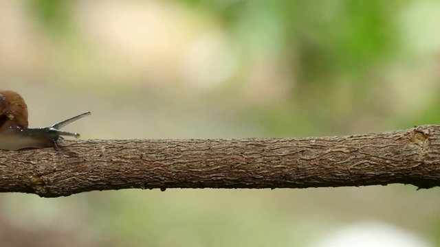 Snail walking on a limb