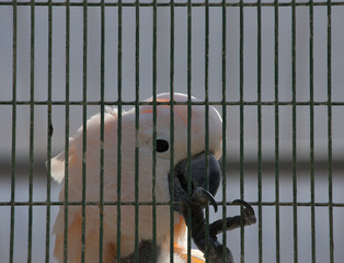 White parrot in a cell in a zoo