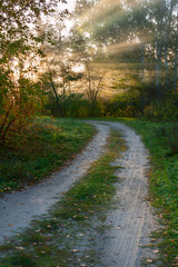 Fototapeta na wymiar Road in autumn wood