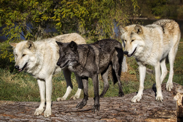 Fototapeta premium Three Timber/Grey Wolves - Canis lupus