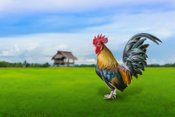 close up portrait of bantam chicken on lawn , poultry
