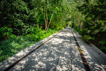 The High Line promenade in Chelsea where trees and summer vegetation completely surround the elevated walkway. A peaceful and quiet place in the heart of Manhattan, New York City
