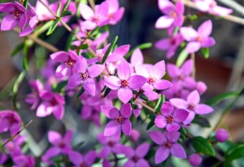 Obraz premium Pink flowers of Australian native Boronia growing in Eucalyptus woodland, Royal National Park, Sydney, Australia
