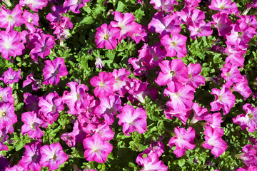 Flowerbed with pink Petunia