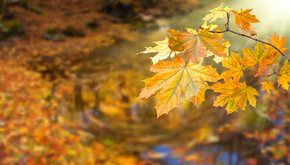 Background with foliage