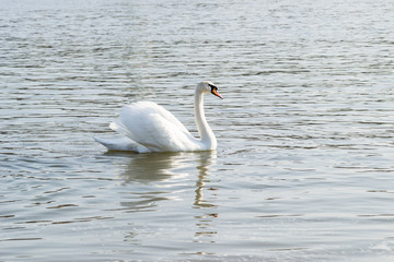 Swans on the beach
