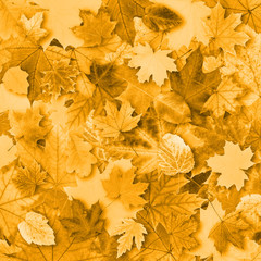 Autumn background