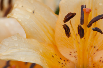 Fototapeta na wymiar Orange lily flower close-up