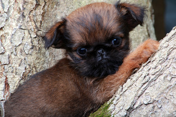 Griffin in the garden