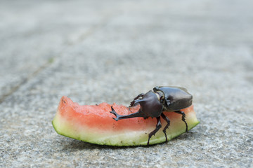 西瓜を食べるカブトムシ