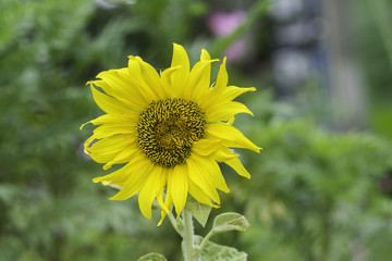 Bright yellow sunflowers