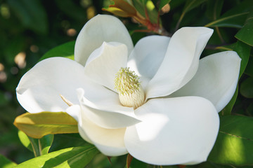 Magnolia © natysik199223