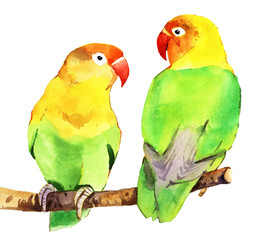 Naklejka na ściany i meble watercolor parrot lovebird