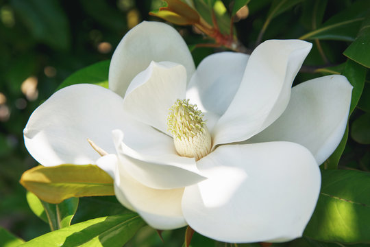 Fototapeta Magnolia