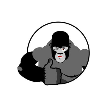 Gorilla thumbs up showing well. Sign all right. Cheerful monkey.