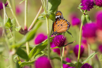 Butterfly perched on pink flower
