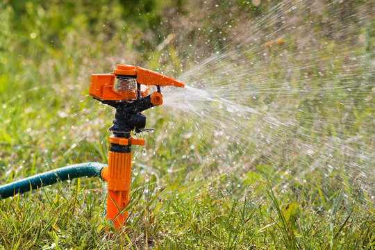 garden sprinkler watering the grass