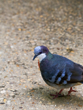 Rare Endangered Pigeon Mindoro Bleeding Heart