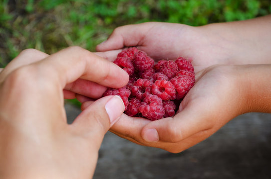 woman hands take one Berry out handfuls of raspberries in the hand  a girl