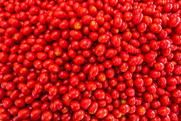 Group of fresh tomatoes, close up tomato