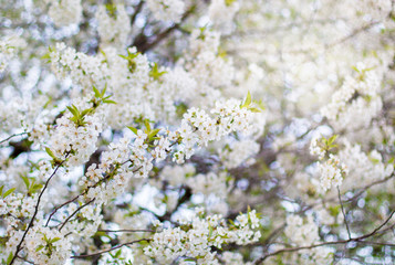 Obraz premium flowers cherry tree