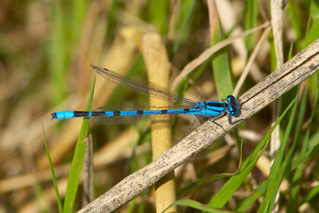 A male Common Blue Damselfly, enallagma cyathigerum, on a reed stem.