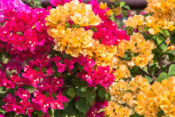 colorful bougainvillea flower