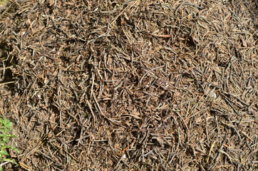 Closeup of an anthill with lot of big bustle ants
