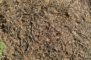 Fototapeta premium Closeup of an anthill with lot of big bustle ants