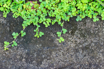 Ivy leaves on a wall background.