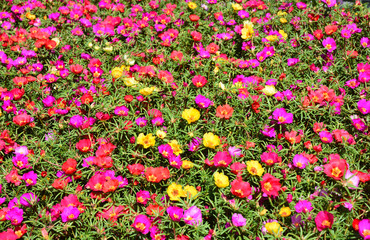  Natural summer colorful flowers Background. Colorful flowerbed