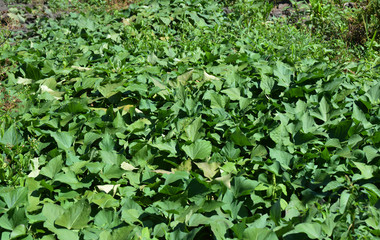 Sweet potato plants.