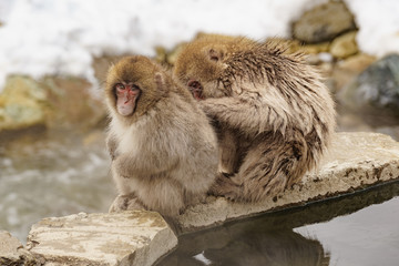 Japanese macaque bathing in hot springs mountain, Nagano, Japan

