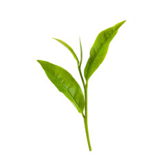 Green tea leaf isolated on white background