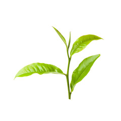 Green tea leaf isolated on white background