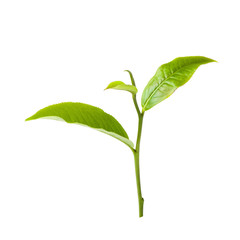 Green tea leaf isolated on white background