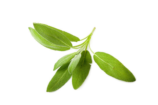 Sage Leaves Isolated On White Background