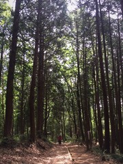 森林浴 森  ハイキング