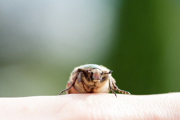 Melolontha, big chafer, macro