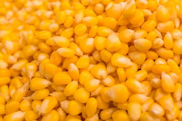 Background of bulk of yellow corn grains