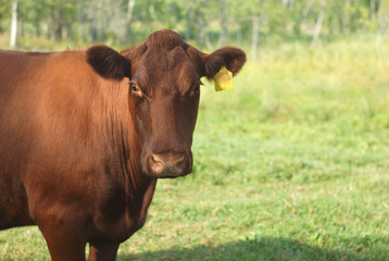 brown cow on green field, country scene
